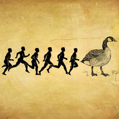 Wild Goose Chase