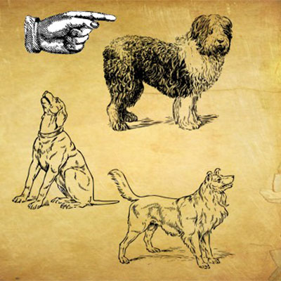 Top Dog
